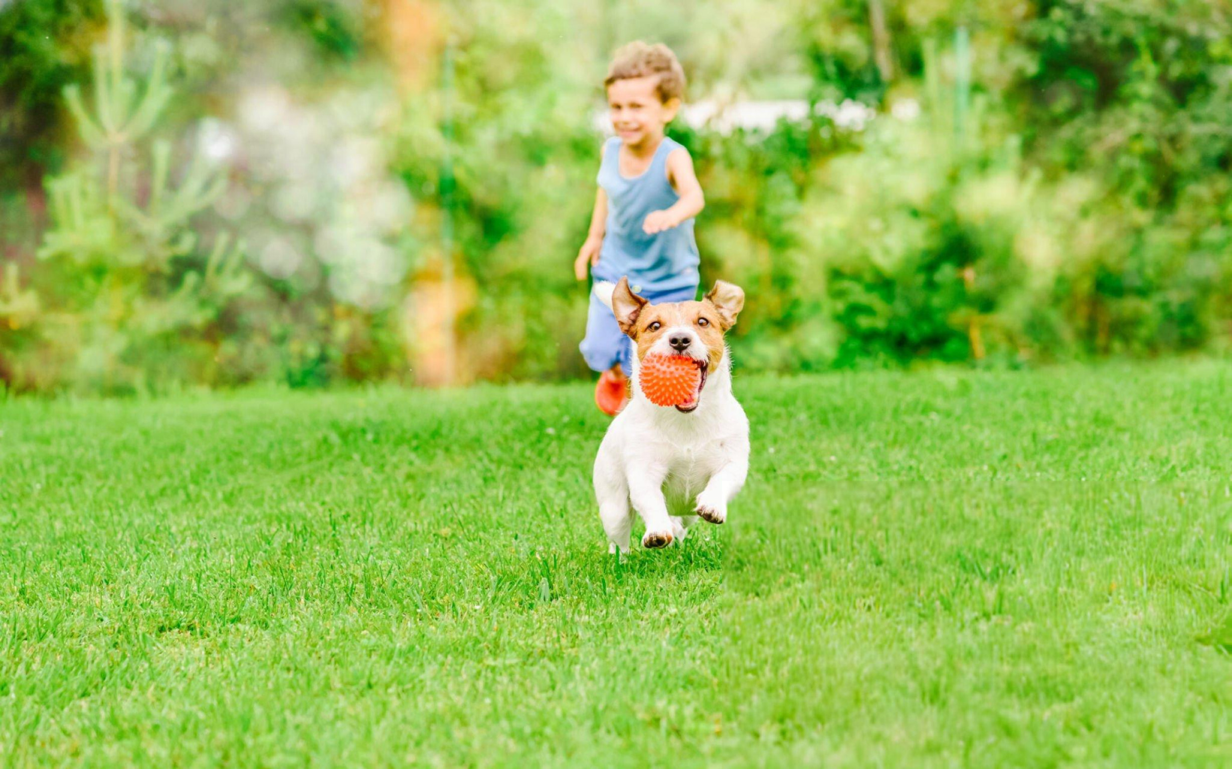 Por qué es importante que un condominio sea Pet Friendly